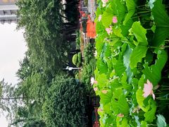 -荔湾湖公园