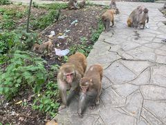 -黔灵山公园