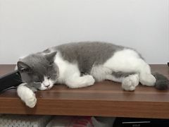 -猫大福·Fortune Cat猫舍(百子湾店)