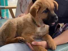 -博特宠物医院24h犬猫全科.骨科·异宠