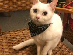 -猫色咖啡·猫咖