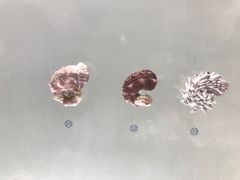 -青岛贝壳博物馆