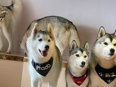 -Husky Go! 哈士奇体验馆·宠物咖啡厅狗咖