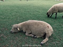 -神户市立六甲山牧场