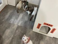 -楼上猫咖(罗湖店)