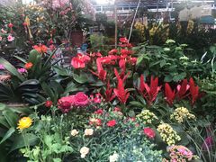 -曲阳花鸟市场(曲阳路店)