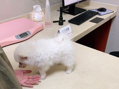 -艾贝尔宠物医院 ·内科全科(梁溪路店)