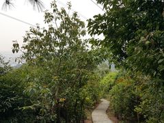 -滴水岩森林公园