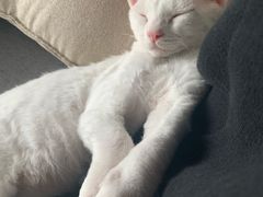-喵百万·布偶·蓝金金渐层英短·猫舍(百子湾店)