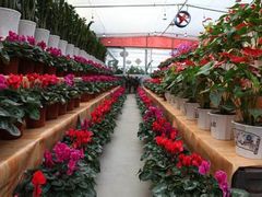 -秦美花卉(天朗·莱茵小城2期店)