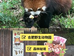 -合肥野生动物园