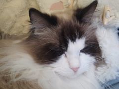 -滚猫咖啡·猫咖·猫友好撸猫(未来城店)