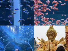 -海合安成都极地海洋公园