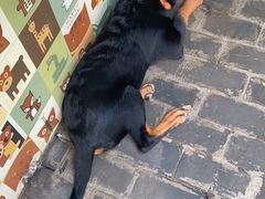 -喵屿·大理花园猫咖