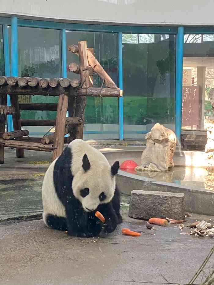 天津动物园-"周末,天气晴朗,带着宝宝去了动物园.从6.