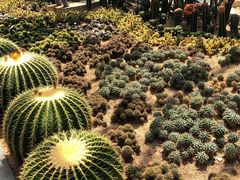 -深圳仙湖植物园