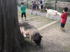 -前小桔亲子创意农场·草莓采摘·露营烧烤