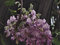 -北京国子监胡同