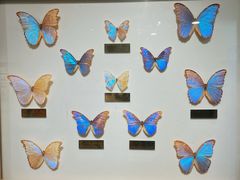 -上海昆虫博物馆