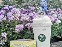 -茉酸奶(春熙路店)