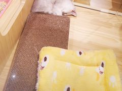 -屋虎猫馆(宝安大仟里店)