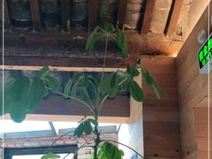 大堂-VOYAGE COFFEE(北锣鼓巷店)