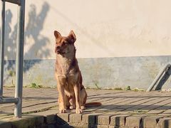 -喜洋洋蟹庄(阳澄湖店)