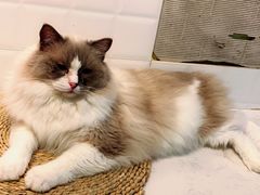 -猫房·猫吧·猫咖(龙湖时代汇店)