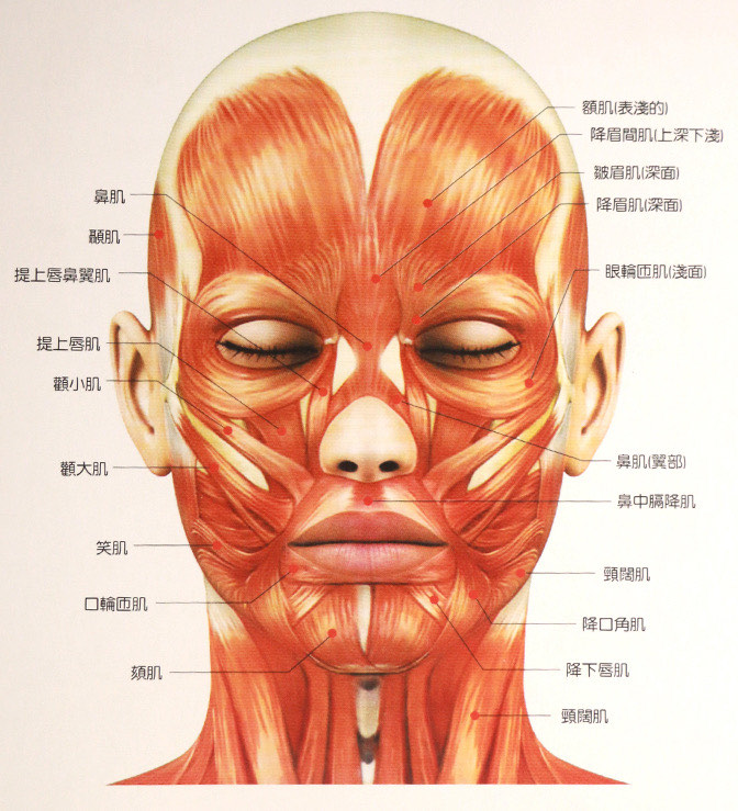 皱眉肌和降眉肌图片图片