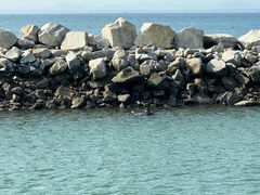 -放鸡岛生态旅游国际度假区