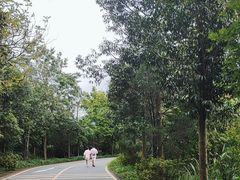 -深圳仙湖植物园