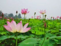 iphone_upload_pic-白洋淀景区