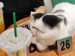 -藏猫猫咖啡主题馆(中央大道店)