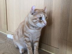 -CAT’S MEWSTAR CAFE·喵星球猫屋(晴湾咖啡店)