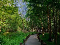 -桤木河湿地公园