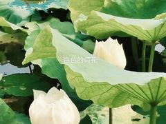 -嘉定紫藤园