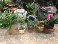 -双季花艺园艺市场(浦东店)