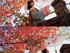-田野绿世界