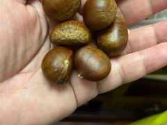 -陈记栗子(长宁路店)