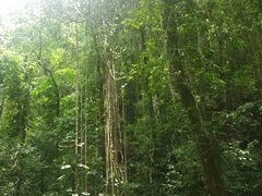-莫里热带雨林景区