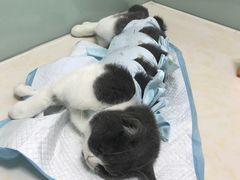 -纳吉亚猫专科动物医院博雅分院