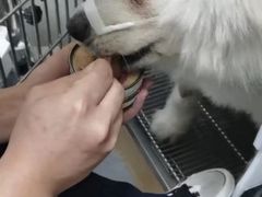 -爱佳宠物中心医院24H·CT·骨外科·猫专科(瑶海万达店)