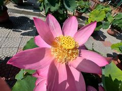 -莲花池公园