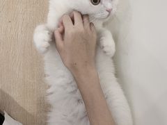 -有喵·猫咖·狗咖·30几只猫10只小狗(岗厦店)