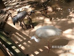 -鄱阳湖国家湿地公园