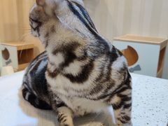 -宠爱国际动物医院·消化内科·心肾内科·ISFM猫友好(望京店)