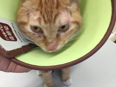 -瑞派动物医院·猫专科·至诚(江南中分院)