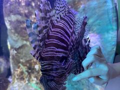 -悉尼海洋生物水族馆