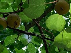 -合肥滨湖国家森林公园