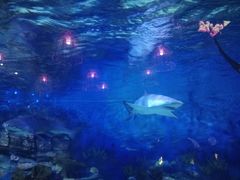 -烟台海昌鲸鲨海洋公园